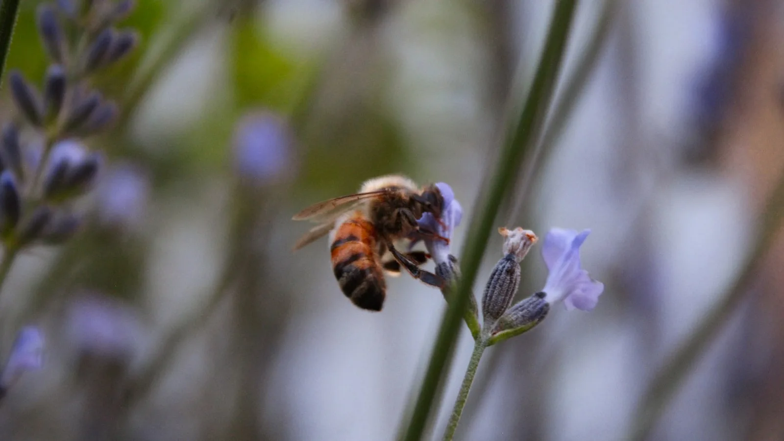 Insectă pe floare fotografiată de aproape, cadru 1:1 cu distanță de lucru